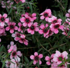 Leptospermum scoparium 'Martini'