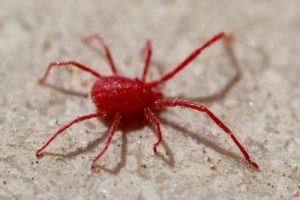 Tetranychus urticae - ragnetto rosso