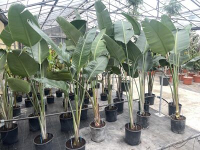 Strelitzia Nicolai 200-250 Vivai Frappetta