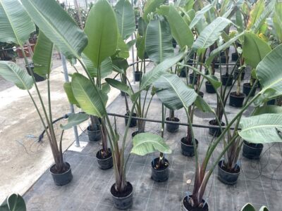 Strelitzia nicolai 175-200 Vivai Frappetta