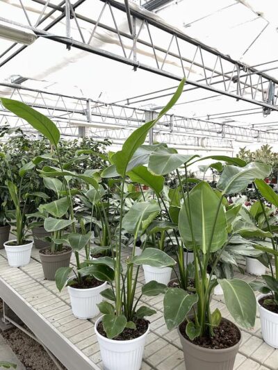 Strelitzia nicolai H100-125