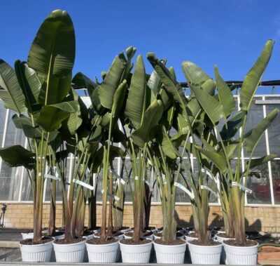 Strelitzia nicolai H175-200