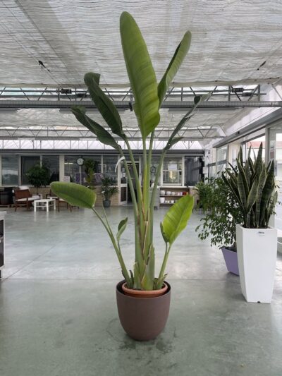 Strelitzia nicolai UCCELLO DEL PARADISO GIGANTE - Vivai Frappetta