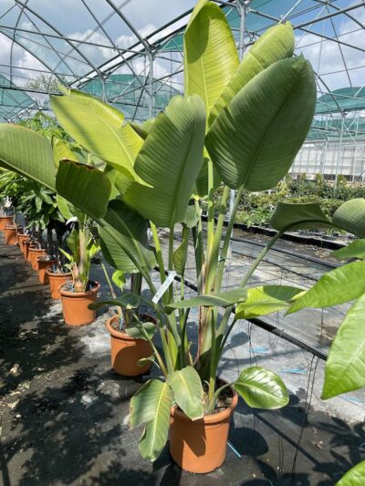Strelitzia nicolai UCCELLO DEL PARADISO GIGANTE - Vivai Frappetta H175-200