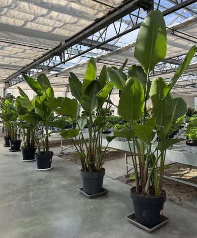 Strelitzia nicolai vaso50