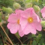 Cistus skanbergii
