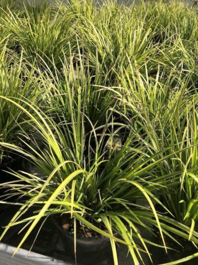 Carex morrowii 'Ice Dance'