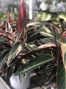 Maranta variegata