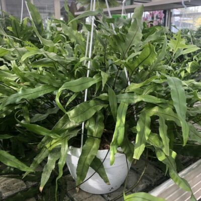 Microsorum diversifolia