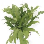 Microsorum diversifolium