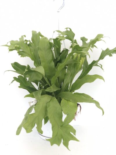 Microsorum diversifolium