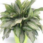 aglaonema