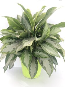 aglaonema