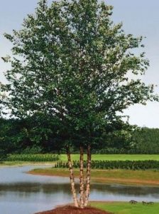 Betula nigra 'Cully' Heritage®