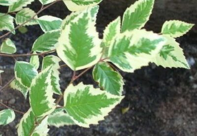 Betula nigra 'Shiloh Splash®'