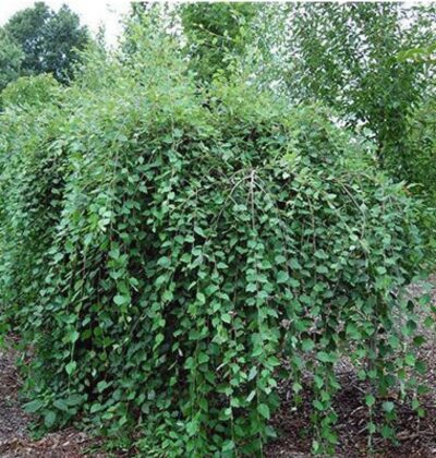 Betula nigra 'Summer Cascade®'
