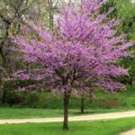 Cercis canadensis