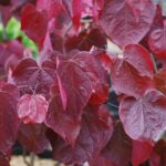 Cercis canadensis 'Forest Pansy'