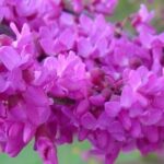 Cercis canadensis var. texensis 'Oklahoma'