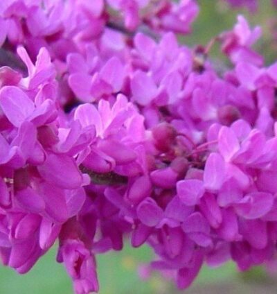 Cercis canadensis var. texensis 'Oklahoma'