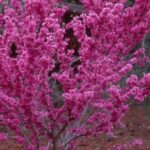 Cercis chinensis 'Avondale' 1