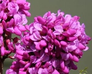 Cercis chinensis 'Avondale'