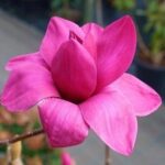 Magnolia 'Vulcan'