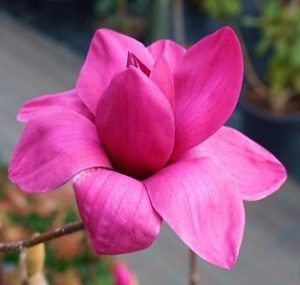 Magnolia 'Vulcan'