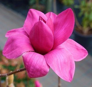 Magnolia 'Vulcan'