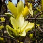 Magnolia x 'Butterflies' fiore