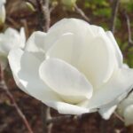 Magnolia denudata MAGNOLIA YULAN - fiore