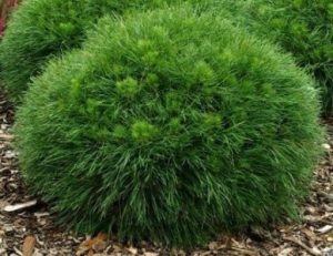 Pinus nigra 'Bambino'