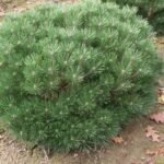 Pinus nigra 'Brepo'