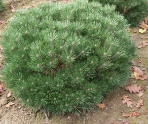 Pinus nigra 'Brepo'