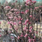 Viburnum bodnantense 'Dawn'