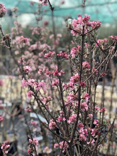 Viburnum bodnantense 'Dawn'