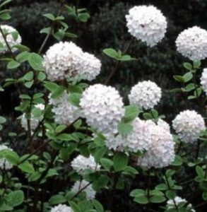 Viburnum opulus PALLA DI NEVE - Vivai Frappetta Roma