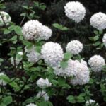 Viburnum carlesii