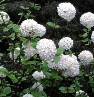 Viburnum carlesii