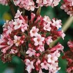 Viburnum x bodnantense 'Dawn'