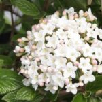 Viburnum x burkwoodii