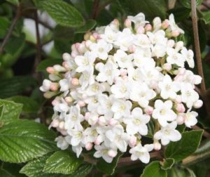 Viburnum x burkwoodii