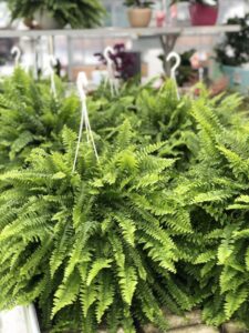 felce green lady 2