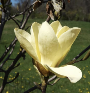Fiore di Magnolia golden sun