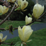 fiori di magnolia golden sun