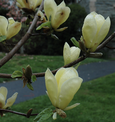 fiori di magnolia golden sun