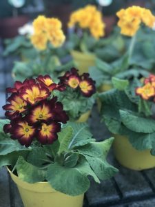 Primula elatior 'Stieletto'