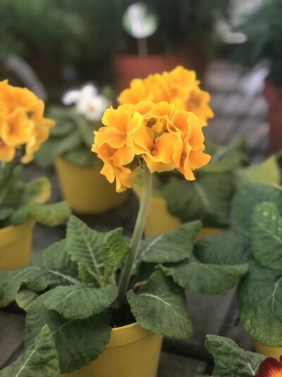 Primula elatior 'Stieletto Yellow'