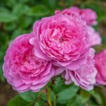 Rosa Baie des Anges ROMANTICA® Radprov