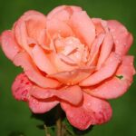 Rosa Hamburger Deern